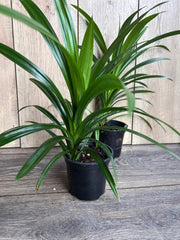 Pandan Plant in 4" Pot | Aromatic Pandanus | Fresh Leaves for Cooking | Culinary Herb | Pandanus amaryllifolius