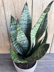 Large Sansevieria Futura Robusta Plant in 6” Pot - Easy Care Snake Plant, Air Purifying, Sansevieria trifasciata Robusta