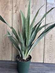 Sansevieria Sayuri Snake Plant in 6" Pot - Air Purifying Indoor Houseplant, Low Light Tolerant, Easy Care Succulent