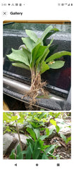 Lily of the Valley Bare Root Plants (20+) - Fragrant White Flowering Perennials - Convallaria majalis