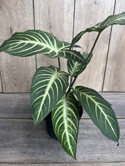 Xanthosoma Lindenii Magnificum Plant in 6" Pot | Caladium Lindenii | Angel Wing Plant | Araceae Family