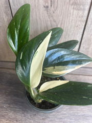 Monstera Standleyana Albo 4" Pot | Rare Philodendron Cobra | Variegated Green & White | Easy Care Houseplant