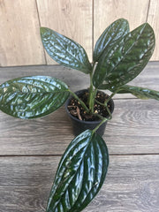 Monstera Peru House Plant in 4" Pot - Rare Aroid with Textured Leaves (Monstera Karstenianum)