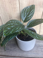Monstera Peru House Plant in 6" Pot - Rare Monstera Karstenianum with Lush Green Leaves, Ideal for Aroid Collectors