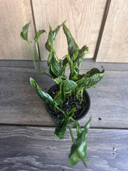 Epipremnum Aureum 'Shangri La' Plant - 4 Inch Pot - Unique Curled Dark Green Leaves - Indoor Houseplant