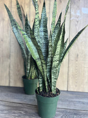 Sansevieria Zeylanica Snake Plant in 4" Pot | Iconic Indoor Air Purifier | Low Light Tolerant Houseplant