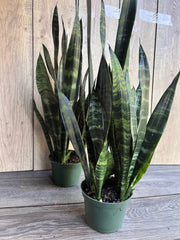Sansevieria Black Coral Plant in 4" Pot - Durable Snake Plant for Air Purifying - Perfect Housewarming Gift - Sansevieria trifasciata