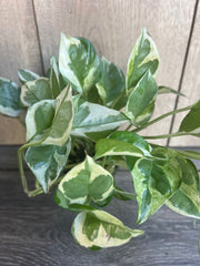 N'Joy Pothos Plant in 4" Pot, Variegated Devil's Ivy, Epipremnum aureum, Indoor Houseplant for Low Light Environments
