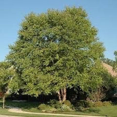 River Birch Quart Pot Plant - Betula nigra - Deciduous Tree for USDA Zones 4-9 - Perfect for Landscaping and Gardens