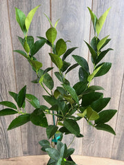 Persian Lime Tree in 1/2 Gallon Pot, Grafted Bearss Lime, Citrus x Latifolia, Florida Shipping Only