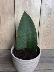 Sansevieria Whale Fin Snake Plant in 6" Pot - Sansevieria masoniana - Easy Care Indoor Plant for Home Decor