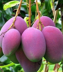 Grafted Tommy Atkins Mango Tree in 3 Gallon Pot - Medium to Large Mango Variety (Mangifera indica) - No Ship to CA & HI