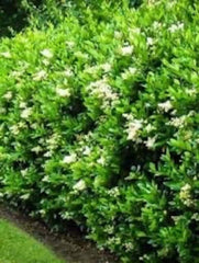 California Privet Plant in Quart Pot - Ligustrum ovalifolium - Fast-Growing Deciduous Shrub, USDA Zone 4-8, Dense Green Foliage