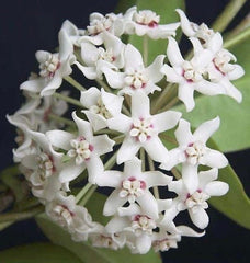 Hoya Plant in 6" Pot, Hoya Australis Lisa, Hardy Climbing Vine, Epiphytic Houseplant, Fragrant Flowers, Hoya australis