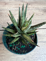 Sansevieria francisii 4” Pot - Francisii Snake Plant, Compact Indoor Houseplant, Easy Care Succulent, Air Purifier