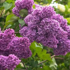 Lilac Bush 4 Inch Tall Purple Blooms Syringa vulgaris