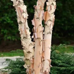 River Birch Tree - Large Rootstock - Up to 4 ft Tall - Betula nigra