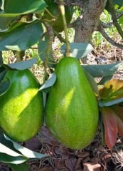 Donnie Avocado Tree in 6" Pot, Grafted Persea americana 'Donnie' - Indoor/Patio Fruit Plant for Home Gardening