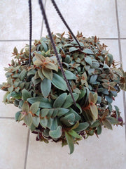 Tradescantia Teddy Bear Vine Cuttings - 2 Rooted + 1 Free - Easy Care Houseplant (Tradescantia)