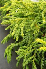 Cryptomeria Plant in Quart Pot - Cryptomeria japonica - Hardy Conifer for USDA Zone 5-8 - Japanese Sugi Tree