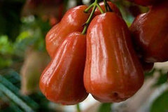 Red Rocket Wax Apple Tree - 2 Feet Tall - 3 Gallon Pot - Syzygium samarangense