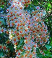 Parijatha Plant 8-12 inch in Half-Gallon Pot | Coral Jasmine | Harshringar | Night Jasmine | Organic Fragrant Shiuli
