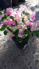 Pink and White Bougainvillea Plant - 1 Foot Tall - 6" Pot - Bougainvillea glabra - Ideal for Bonsai Gardening