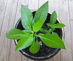 Gynura Procumbens Plant - 3" Pot - Longevity Spinach - Edible Greens for Health