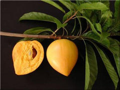 Canistel Tree - 2 Feet Tall - Airlayered - 3 Gallon Pot - Pouteria campechiana