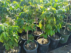 Kohala Longan Live Plant - 3 Feet Tall Air Layered Tree - Dimocarpus longan - Fresh from Our Garden in 3 Gal Pot