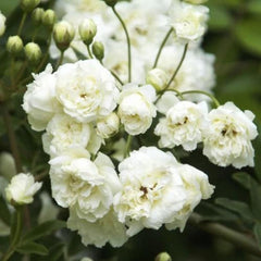White Lady Banks Climbing Rose - 3 Gallon Pot - Rosa banksiae - Spring to Summer Blooms, Full Sun to Part Shade