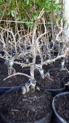 Bonsai Plant 6" Pot Mai Vàng Vi?t Nam - Vietnamese Golden Apricot Bonsai, May Have Flowers - Perfect for Home Decor