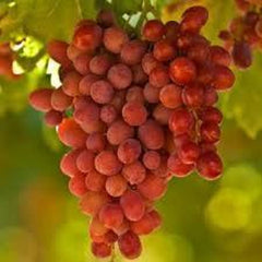 Crimson Seedless Grape Plant - 1ft Live Plant in 6" Pot - Vitis vinifera - Healthy Roots for Garden or Patio