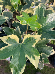 Fatshedera 'Angyo Star' Tree Ivy Live Plant in 6" Pot - Fatshedera lizei