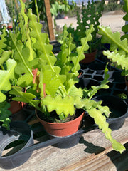 Zig Zag Cactus Plant in 3” Pot - Epiphyllum anguliger - Indoor Houseplant for Easy Care and Unique Decor