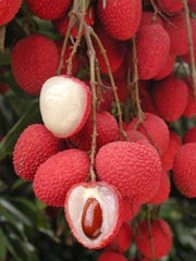 Sweet Heart Lychee Tree - Airlayered - 2 Feet Tall - Live Plant in 3 Gal Pot - Fresh From Our Garden - Good Root System