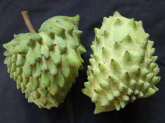 Geffner Atemoya Plant in 3 Gal Pot - 2 to 3 Feet Tall - Annona Reticulata Hybrid - Tropical Fruit Tree