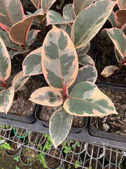 Ficus elastica 'Tineke' Starter Plant - 4” Pot - Variegated Rubber Plant - Easy Care Houseplant