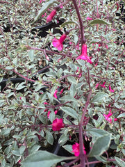 Fuchsia Plant 6” Pot Variegated Fuchsia thymifolia ‘Varigate’ Live Plant