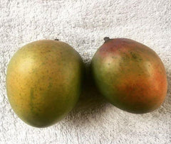 Grafted Sugar Loaf Mango Tree - 1ft Tall Live Plant in 6" Pot - Sweet Coconut Aroma - Mangifera indica
