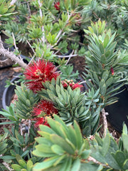 Dwarf Bottlebrush Live Plant 6" Pot Callistemon 'Little John' 1ft Tall Native Australian Shrub