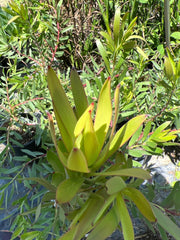 Leucadendron Rising Sun Plant 1ft in 6” Pot - Leucadendron 'Rising Sun' - Compact Evergreen Shrub with Red Bracts