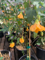 Abutilon 'Frieda' Plant in 1 Gallon Pot | Flowering Maple | Indoor/Outdoor Decorative Plant