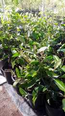 Ice Cream Bean Tree - 2 Feet Tall - Edible Fruit - Paterna - Inga edulis - 3 Gallon Pot