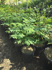Tropical Gooseberry Plant - 3gal Pot - Amla Berry (Indian Gooseberry) - Chùm Ru?t - Emblica Officinalis - Bigger Trunk