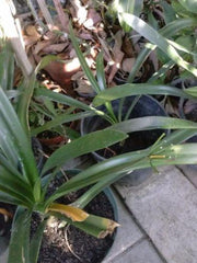 Clivia Miniata 'Solomone' - Yellow Clivia Live Plant in 1 Gal Pot - Tropical Flowering Plant with Bold Leaves