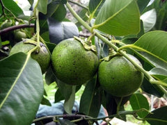 Black Sapote Plant - 2 to 3 Feet Tall - Diospyros nigra - Grafted Tropical Fruit Tree in 3 Gallon Pot - Chocolate Pudding Fruit