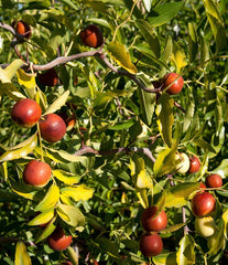Contorted Jujube Tree - 3 Gal Pot - Edible Fruit - Ziziphus jujuba - Hardy, Ornamental, Easy to Grow, Drought Resistant