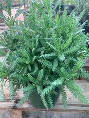 French Lavender Live Plant 1 Gallon Pot - Lavandula Dentata, 1 Foot Tall, Fragrant Purple Flowers, Drought-Tolerant Perennial