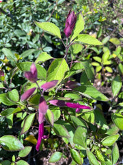 Salvia Plant 1 Gal Pot Wendy's Dream Perennial Herb (Salvia) - Vibrant Blooms, Hardy Garden Addition